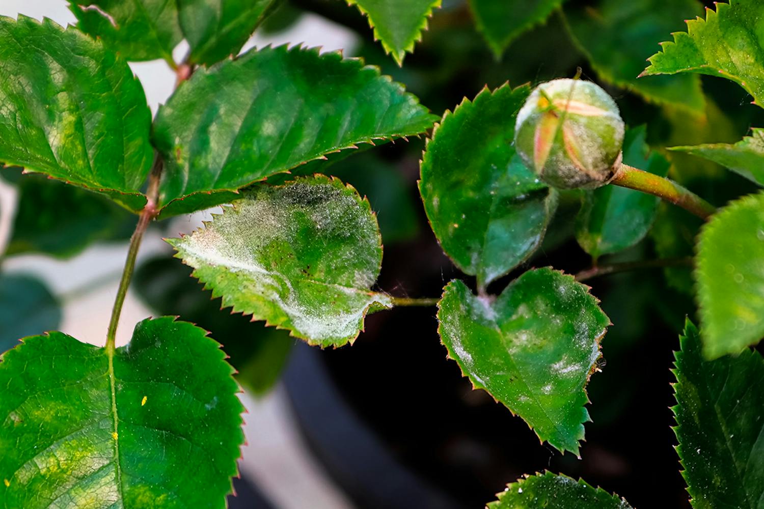 Hvordan ser meldug ud? Roser og andre planter bliver ofte ramt af plantesygdomme såsom meldug.